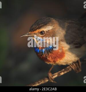 A closeup and sharp image of i Blue throat or Luscinia svecica bird which is selectively focused with a blur background Stock Photo