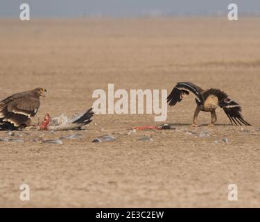 Two steppe eagles or Aquila nipalensis fighting to eat their prey which is a common crane in between of a desert Stock Photo