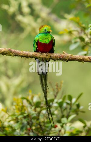 Resplendent Quetzal (Pharomachrus mocinno) male Stock Photo