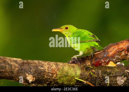 Green honeycreeper (Chlorophanes spiza) female on branch, Boca Tapada ...