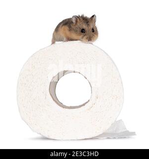 Cute baby hamster standing on top of toilet paper roll. Looking towards camera. isolated on white background. Stock Photo