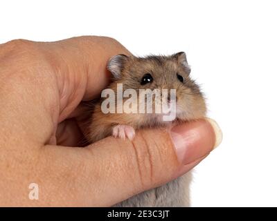 Cute baby hamster being held in human hand. Looking towards camera. Isolated on white background. Stock Photo