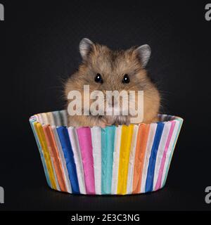 Cute baby hamster sitting up in colorful cupcake paper. Looking towards camera. Isolated on black background. Stock Photo