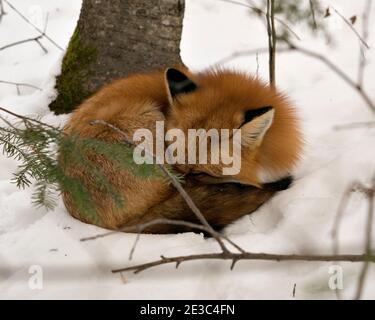 Red fox close-up profile view sleeping on snow in the winter season in its environment and habitat with snow background displaying bushy fox tail. Fox. Stock Photo
