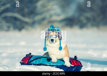 portrait of a funny corgi dog puppy in a knitted hat and sunglasses lying on a snow slide on a bun and riding in a winter park Stock Photo