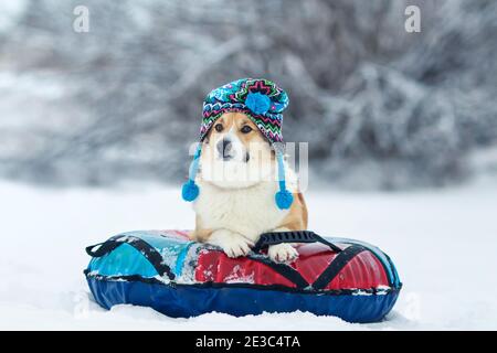 portrait of a funny corgi dog puppy in a knitted warm hat lying on a snow slide on a bun and riding in a winter park Stock Photo