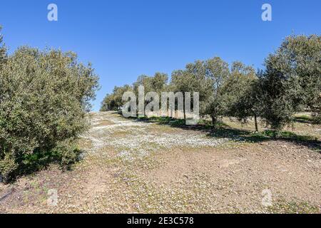 Olive groves in the Sierra de Huelva, Andalusia, Spain Stock Photo