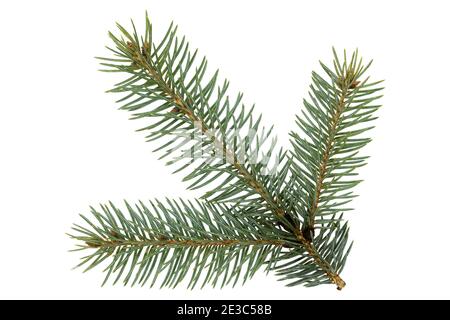 Branch of christmas tree isolated on white background. Stock Photo