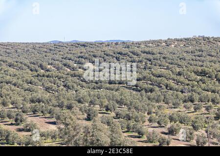 Olive groves in the Sierra de Huelva, Andalusia, Spain Stock Photo