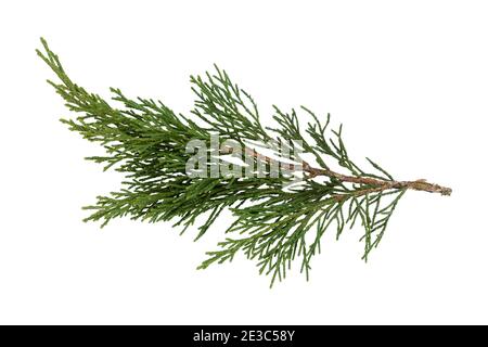 Arborvitae leaves isolated on a white background Stock Photo