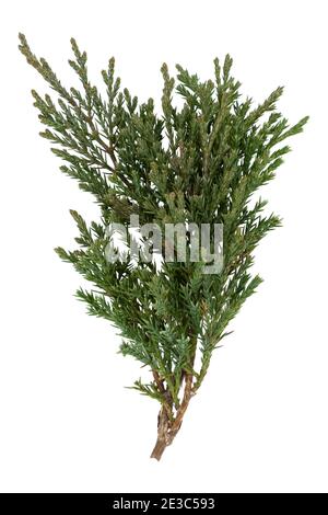 Arborvitae leaves isolated on a white background Stock Photo