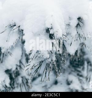 Snowy tree branches. Winter pines with needles covered with frost. Stock Photo