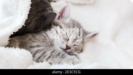 Cute tabby kitten sleeps on white soft blanket. Cats rest napping on bed. Feline love and friendship on valentine day. Comfortable pets sleep at cozy Stock Photo