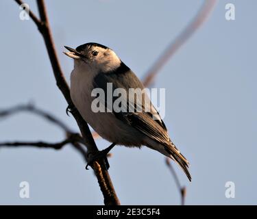 White-Breasted Nuthatch close-up profile view perched on a birch branch with a blur blue sky background in its environment and habitat. Image. Picture Stock Photo