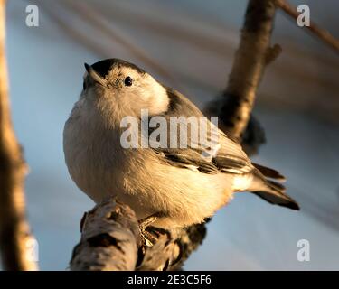 White-Breasted Nuthatch close-up profile view perched on a birch branch with a blur background in its environment and habitat. Image. Picture. Stock Photo