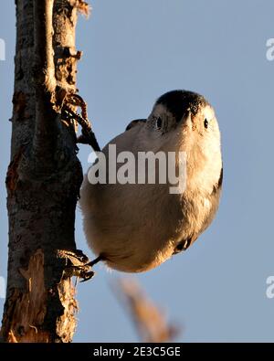 White-Breasted Nuthatch close-up profile view perched on a birch branch with a blur blue sky background in its environment and habitat. Image. Picture Stock Photo