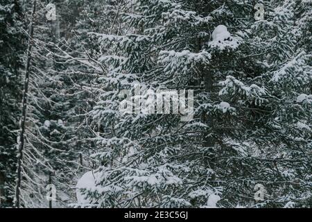 Branches of coniferous trees under dense layer of fresh snow,  beginning of winter in forest Stock Photo