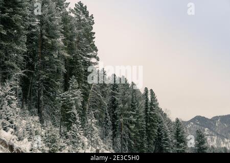 Snowy coniferous forest on hillside. Trees are covered with snow and frost on winter day. Stock Photo