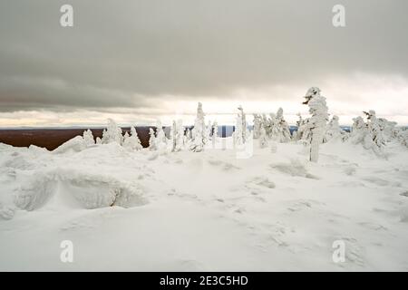 Snow firs on mountain range under cloudy winter sky. Trees covered with snow look like white figures Stock Photo