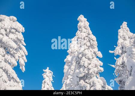 Tree firs tops covered with thick snow against blue sky. Winter forest on bright frosty day Stock Photo