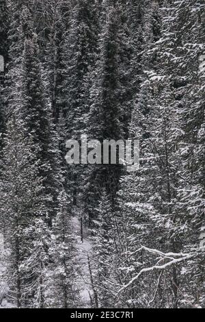 Branches of coniferous trees under dense layer of fresh snow,  beginning of winter in forest Stock Photo
