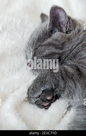 Cute grey kitten sleeping on white soft blanket. Cat rest napping on bed. Comfortable pet sleeping in cozy home. Top view. Stock Photo