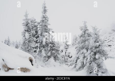Forest with snow-covered trees. Snow drifts on the branches after a snowfall. Stock Photo