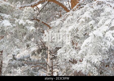 Thick pine branches with fluffy snow on branches. Winter forest in frost. Stock Photo