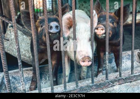 Pig farm with animals in a cage. Domestic animals in captivity Stock Photo