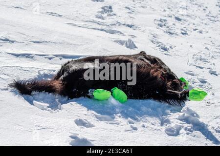 beautiful black flatcoated retriever lying in snow Stock Photo