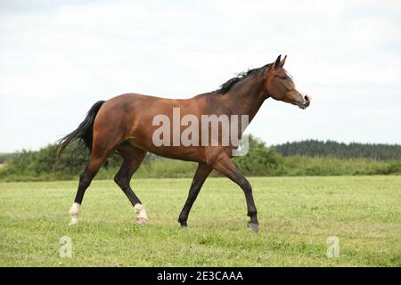 Beautiful brown horse running in freedom on the grass Stock Photo