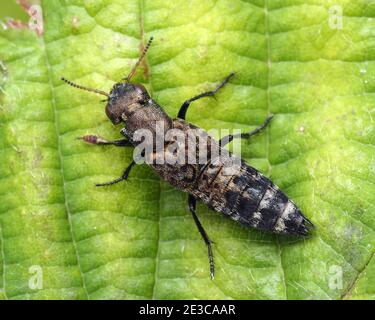Dorsal view of Ontholestes murinus rove beetle at rest on plant leaf. Tipperary, Ireland Stock Photo