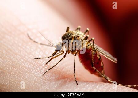 Dangerous Malaria Infected Culex Mosquito Bite, Leishmaniasis, Encephalitis, Yellow Fever, Dengue, Mayaro Disease, Zika, EEEV or EEE Virus Infectious Stock Photo