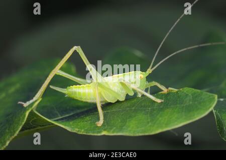 Oak Bush cricket nymph (Meconema thalassinum) at rest on oak leaf. Tipperary, Ireland Stock Photo