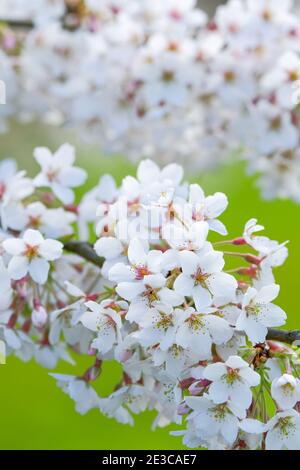 Prunus x Yedoensis 'Tsubame'. Yoshino cherry. Japanese Cherry Tree. Blossom with out of focus green background Stock Photo