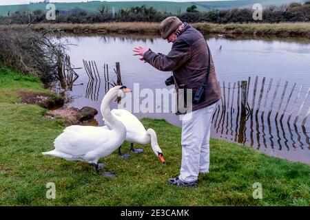 A Man Feeding Swans At Birling Gap near Seaford, East Sussex, UK. Stock Photo