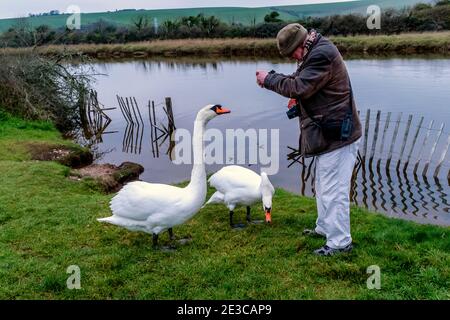 A Man Feeding Swans At Birling Gap near Seaford, East Sussex, UK. Stock Photo