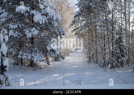 A road in a winter forest with ski tracks. Winter landscape. Stock Photo