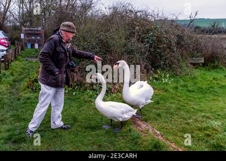 A Man Feeding Swans At Birling Gap near Seaford, East Sussex, UK. Stock Photo