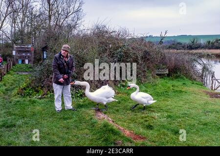 A Man Feeding Swans At Birling Gap near Seaford, East Sussex, UK. Stock Photo