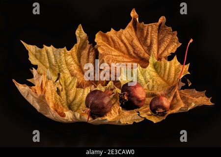 Still life with autumn dry sycamore leaves and dry pomegranates close-up on a black background