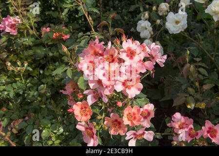 Summer Flowering Pink Shrub Rose 'For Your Eyes Only' (Rosa 'Cheweyesup') Growing in a Herbaceous Border in a Country Cottage Garden in Rural Devon Stock Photo