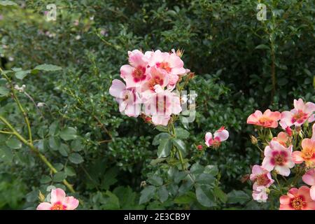 Summer Flowering Pink Shrub Rose 'For Your Eyes Only' (Rosa 'Cheweyesup') Growing in a Herbaceous Border in a Country Cottage Garden in Rural Devon Stock Photo