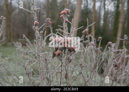 Winter Frost on the Rosehips of a Red Japanese Rose Shrub (Rosa rugosa 'Rubra') Growing in a Garden in Rural Devon, England, UK Stock Photo