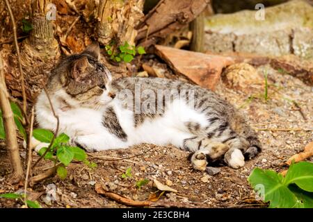 Adult cat lying on the ground resting a while looking away from the camera with open eyes Stock Photo