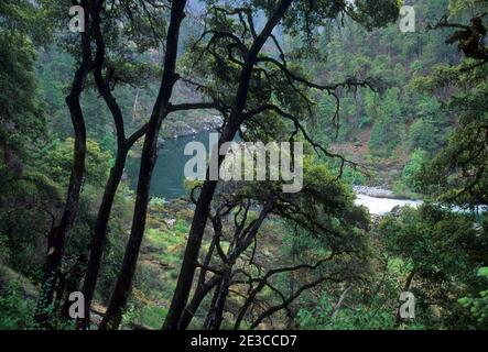 Oaks by Illinois River, Illinois Wild & Scenic River, Siskiyou National Forest, Oregon Stock Photo