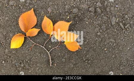 A beautiful branch with yellow leaves on the gray asphalt. Stock Photo