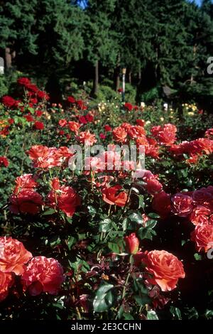 International Rose Test Garden, Washington Park, Portland, Oregon Stock Photo