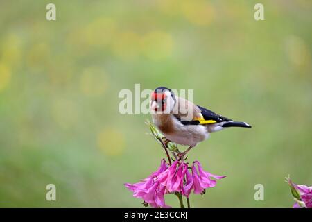 Goldfinch (Carduelis carduelis) Perched on an Aquilegia Flower in a Garden Environment, UK Stock Photo