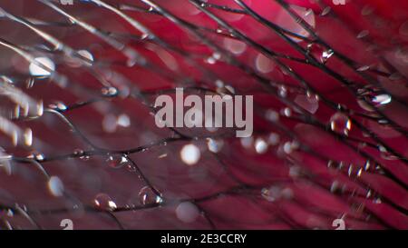 Wide abstract background on a black mesh water drops on a blurred red background. Stock Photo
